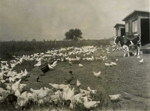 F.A.'s chickens 1922