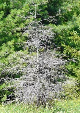 Obite Tree Ohhh……Christmas Tree – The Genealogy Gals