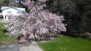 My gorgeous magnolia and Cornell pink azalea