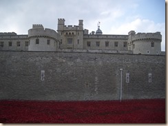 Tower poppies-1