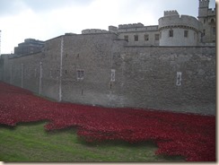 Tower poppies-2