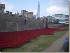 Tower poppies-3