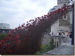 Tower poppies-5