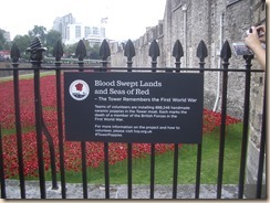 Tower poppies-6